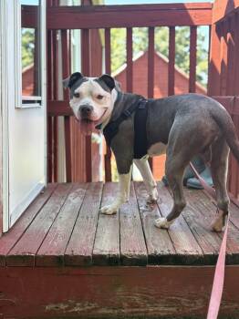 Ruger -  Pit Bull Terrier and American Staffordshire Terrier Dog for Adoption in Carmel Hamlet, New York - Ruger | PetCurious