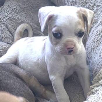Salem -  Pug and Mixed Breed Dog for Adoption in Santa Fe, Texas - Salem | PetCurious