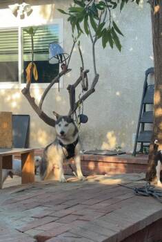 Siberian Husky Dogs Available for Adoption in Pasadena, California - Angel | PetCurious