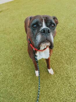 Hank -  Boxer Dog for Adoption in Hays, Kansas - Hank | PetCurious