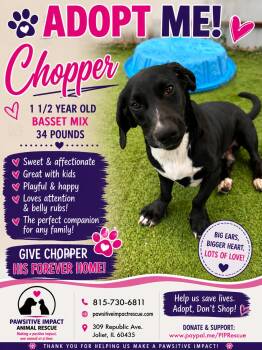 Chopper -  Basset Hound Dog for Adoption in Shorewood, Illinois - Chopper | PetCurious