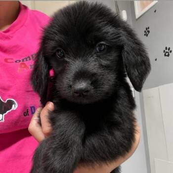 Meredith -  Mixed Breed Dog for Adoption in Wappingers Falls, New York - Meredith | PetCurious