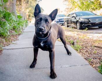 Lanie -  Shepherd Dog for Adoption in St. Petersburg, Florida - Lanie | PetCurious