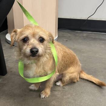 Marty -  Yorkshire Terrier Dog for Adoption in Tampa, Florida - Marty | PetCurious
