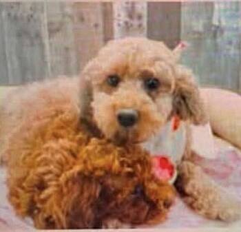 Scarlett O Hara -  Poodle Dog for Adoption in Washington, District Of Columbia - Scarlett O Hara | PetCurious