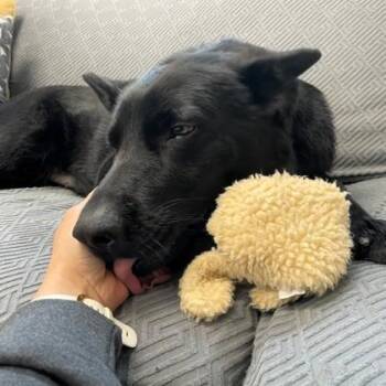 Shepherd and Mixed Breed Dogs Available for Adoption in Wheaton, Illinois - Donut Deb | PetCurious