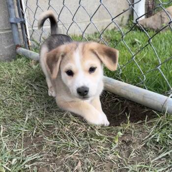 Price -  Husky and Chihuahua Dog Available for Adoption in Stahlstown, Pennsylvania - Price | PetCurious