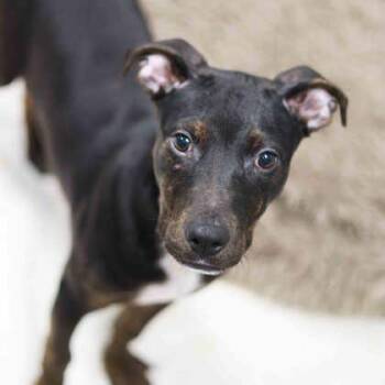 Labrador Retriever and Mixed Breed Dogs Available for Adoption in Atlanta, Georgia - Chunk | PetCurious