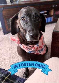 Rescue Bloodhound and Mixed Breed Dogs for Adoption in Tallahassee, Florida - KAMMI | PetCurious