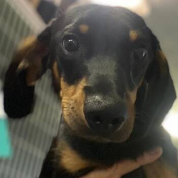 Dudley -  Dachshund Dog for Adoption in Spencer, Indiana - Dudley | PetCurious