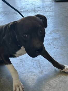 Rescue Pit Bull Terrier and Mixed Breed Dogs for Adoption in Fort Worth, Texas - 59703290 | PetCurious