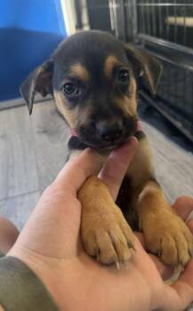 Twinkle Bones - Koda -  American Bulldog Dog for Adoption in Lakeland, Florida - Twinkle Bones - Koda | PetCurious