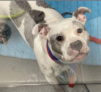 Rescue Pit Bull Terrier Dogs for Adoption in Hummelstown, Pennsylvania - Annie | PetCurious