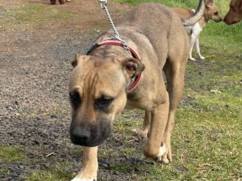 American Bully Dogs Available for Adoption - Nugget | PetCurious