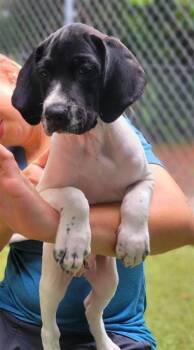Oreo -  Mixed Breed Dog for Adoption in Largo, Florida - Oreo | PetCurious