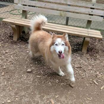 Athena -  Siberian Husky Dog for Adoption in Orange, Virginia - Athena | PetCurious