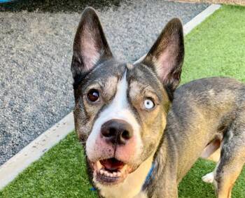 KINGSLEY -  Akita and Mixed Breed Dog for Adoption in Moreno Valley, California - KINGSLEY | PetCurious