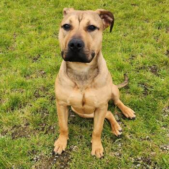Pit Bull Terrier Dogs Available for Adoption in Fort Wayne, Indiana - Pibble | PetCurious