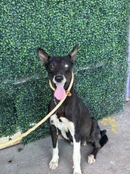 61166587 -  Shepherd and Mixed Breed Dog for Adoption in El Paso, Texas - 61166587 | PetCurious