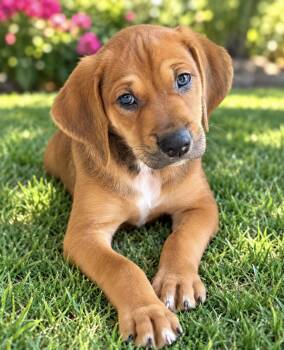 Jett -  Rhodesian Ridgeback and Hound Dog for Adoption in Scottsdale, Arizona - Jett | PetCurious