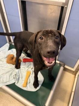 Reno -  Mixed Breed Dog for Adoption in Honolulu, Hawaii - Reno | PetCurious
