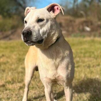 Yellow Labrador Retriever and Pit Bull Terrier Dogs Available for Adoption - Louie | PetCurious