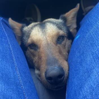 Banjo -  Smooth Fox Terrier and Shepherd Dog for Adoption in Bismarck, North Dakota - Banjo | PetCurious