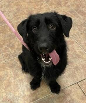 Basset Hound and Scottish Terrier Dogs Available for Adoption in Littleton, Colorado - Buddy | PetCurious