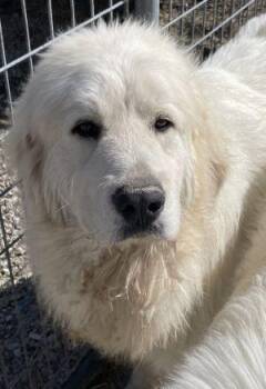 Great Pyrenees Dogs Available for Adoption in Newburg, Missouri - Sundance | PetCurious