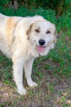 Jake -  Great Pyrenees Dog for Adoption in Savage, Minnesota - Jake | PetCurious