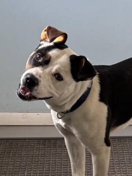 Tim Tam -  Mixed Breed Dog for Adoption in Big Rapids, Michigan - Tim Tam | PetCurious