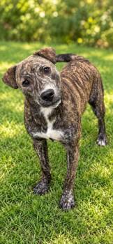 Butch -  Labrador Retriever Dog for Adoption in Chattanooga, Tennessee - Butch | PetCurious