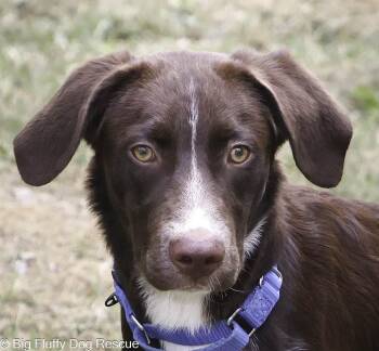 Rescue Chocolate Labrador Retriever and Mixed Breed Dogs for Adoption in Nashville, Tennessee - Aldo | PetCurious