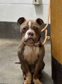 ARCHER -  Pit Bull Terrier Dog for Adoption - ARCHER | PetCurious