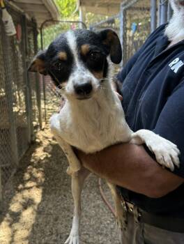 Rocky -  Chihuahua and Rat Terrier Dog for Adoption in New York, New York - Rocky | PetCurious