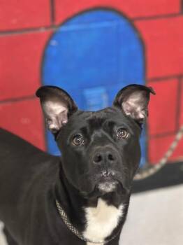 Pit Bull Terrier and Mixed Breed Dogs Available for Adoption - REBEL | PetCurious