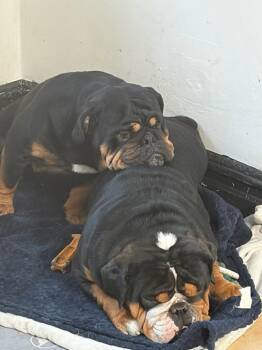 English Bulldog Dogs Available for Adoption in Belmar, New Jersey - Hiccup & Astrid | PetCurious