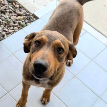 Milo -  Labrador Retriever and German Shepherd Dog Dog for Adoption in Sharon, Connecticut - Milo | PetCurious