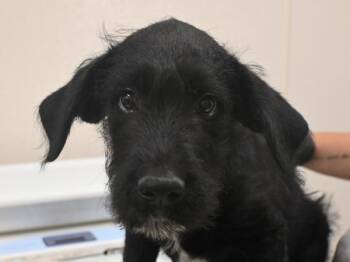 Otto -  Labrador Retriever and Terrier Dog for Adoption in Portland, Oregon - Otto | PetCurious