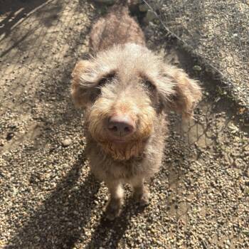 Rescue Poodle and Australian Shepherd Dogs for Adoption in Waterloo, Iowa - Muttley | PetCurious