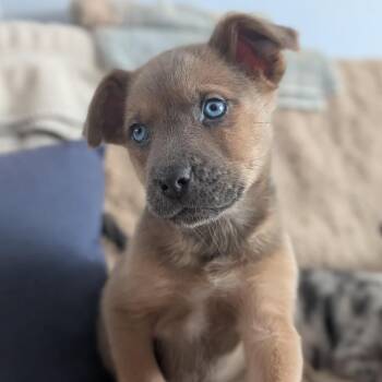Shepherd and Catahoula Leopard Dog Dogs Available for Adoption - Carleton | PetCurious
