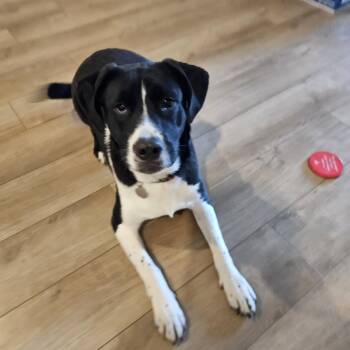 Border Collie Dogs Available for Adoption - Kale | PetCurious