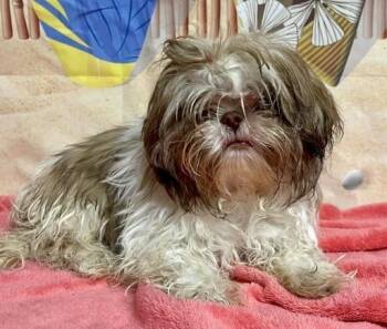 Shih Tzu Dogs Available for Adoption in Littleton, Colorado - Whitney | PetCurious