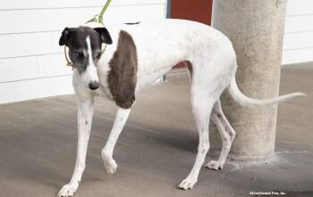 Greyhound Dogs Available for Adoption - Sadie | PetCurious