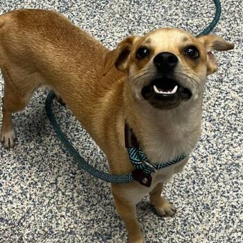 Cheerio -  Chihuahua Dog for Adoption in Golden, Colorado - Cheerio | PetCurious