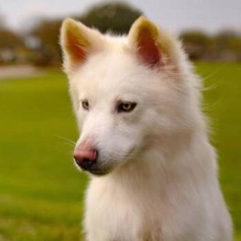 Indigo -  Mixed Breed Dog for Adoption in Springboro, Ohio - Indigo | PetCurious