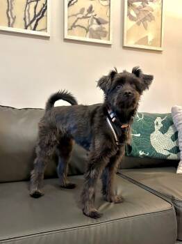 Rescue Poodle and Schnauzer Dogs for Adoption in Youngsville, North Carolina - Chewy | PetCurious