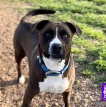 Rescue Pit Bull Terrier Dogs for Adoption in Rochester, New York - Jake | PetCurious