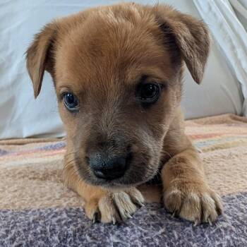 Chip -  Mixed Breed Dog for Adoption in Park City, Utah - Chip | PetCurious