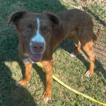 Gemini -  Pit Bull Terrier Dog for Adoption in Springdale, Arkansas - Gemini | PetCurious